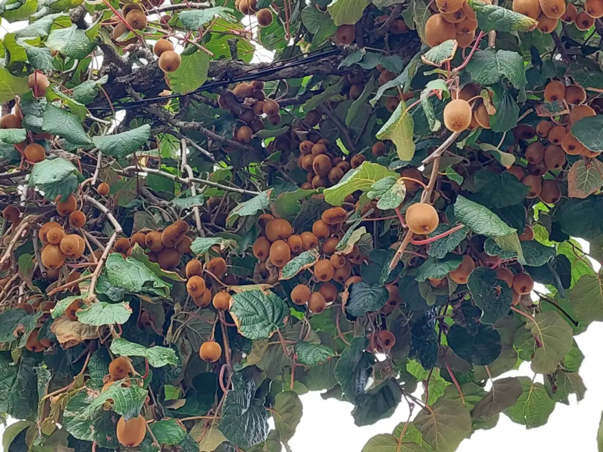 Kiwi