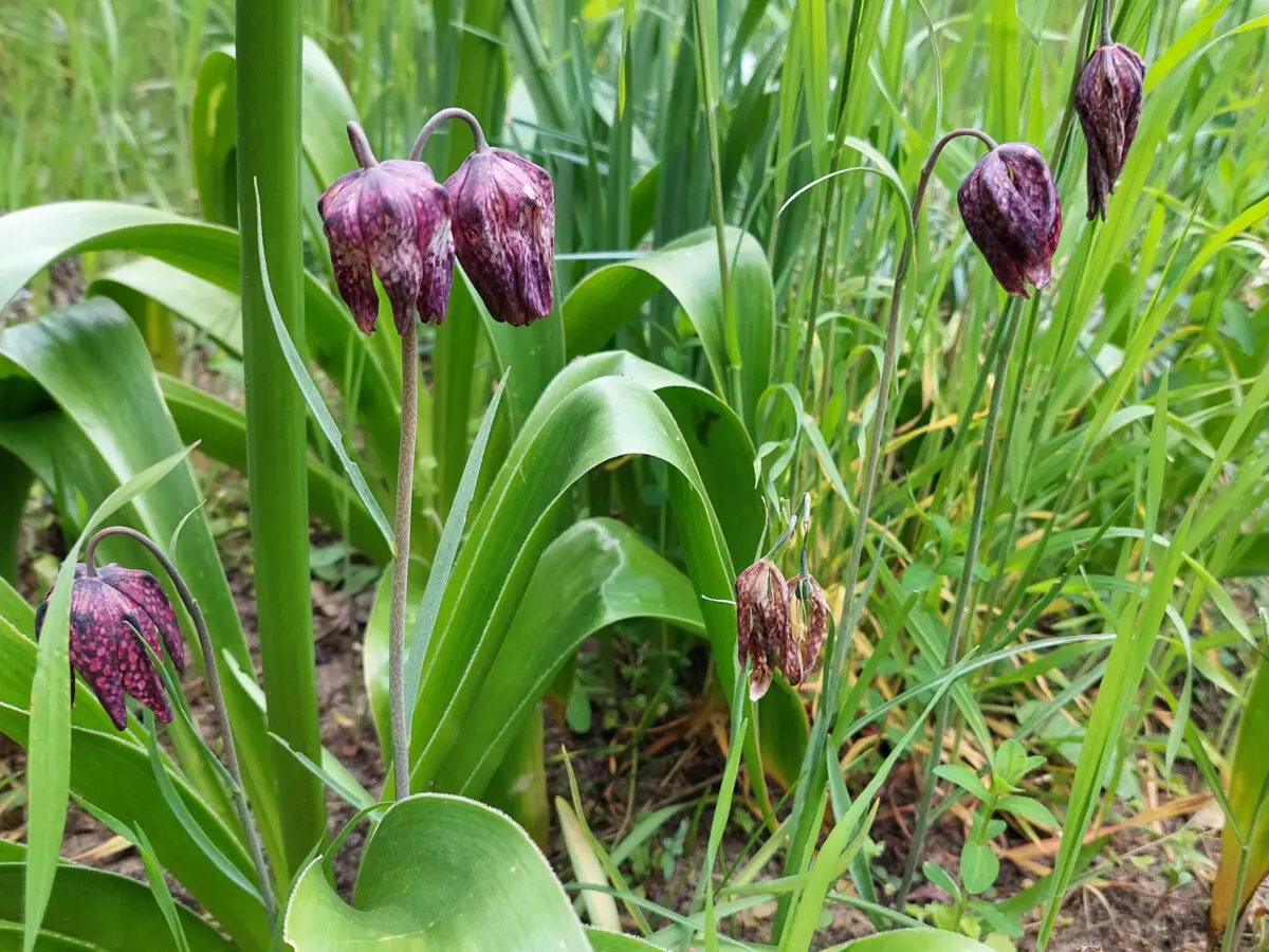 Schachbrettblumen