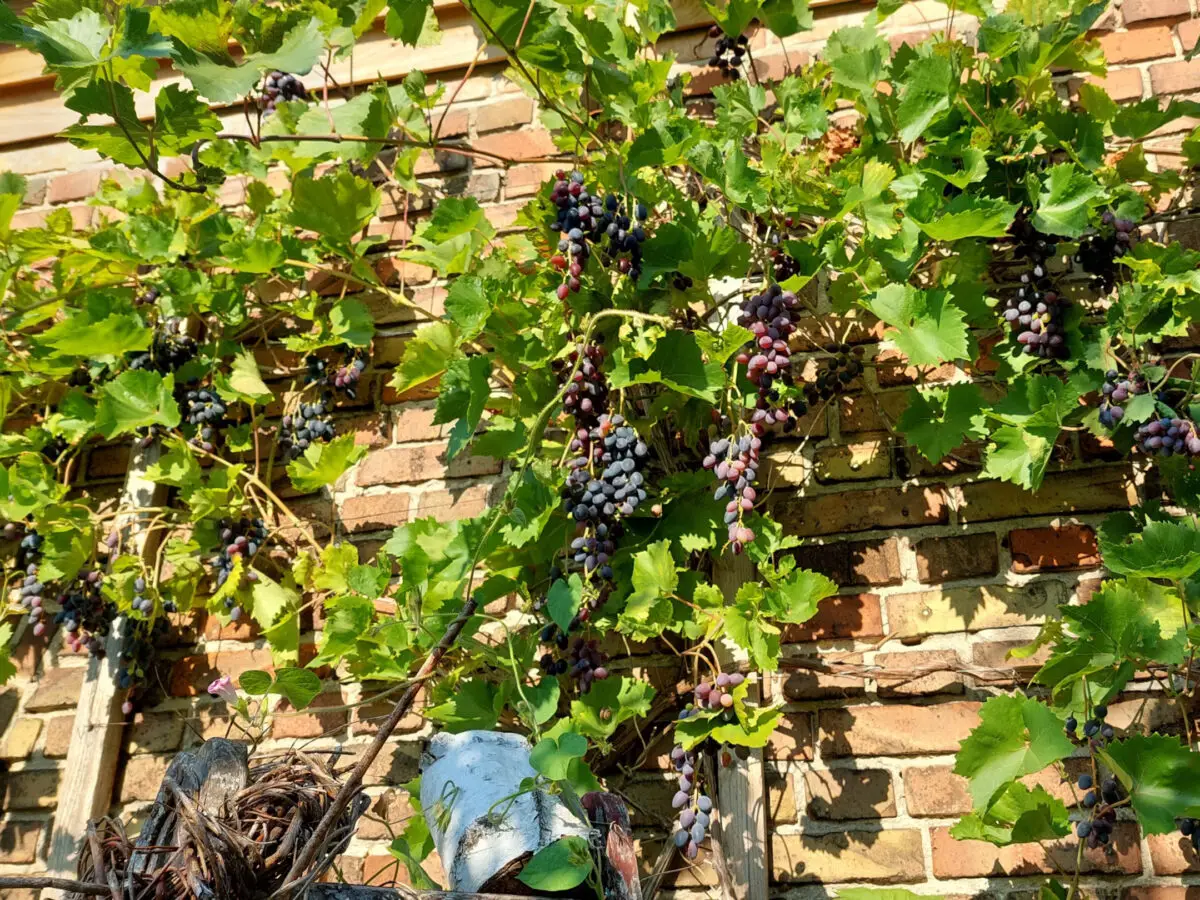 Weinrebe