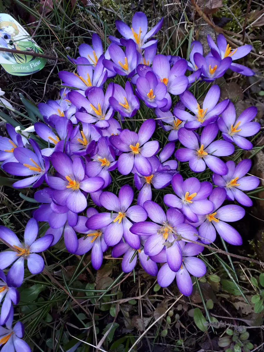 Wild-Krokusse