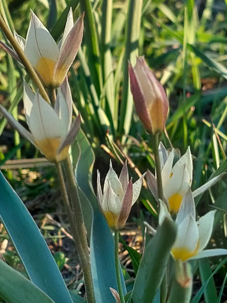 Wildtulpe