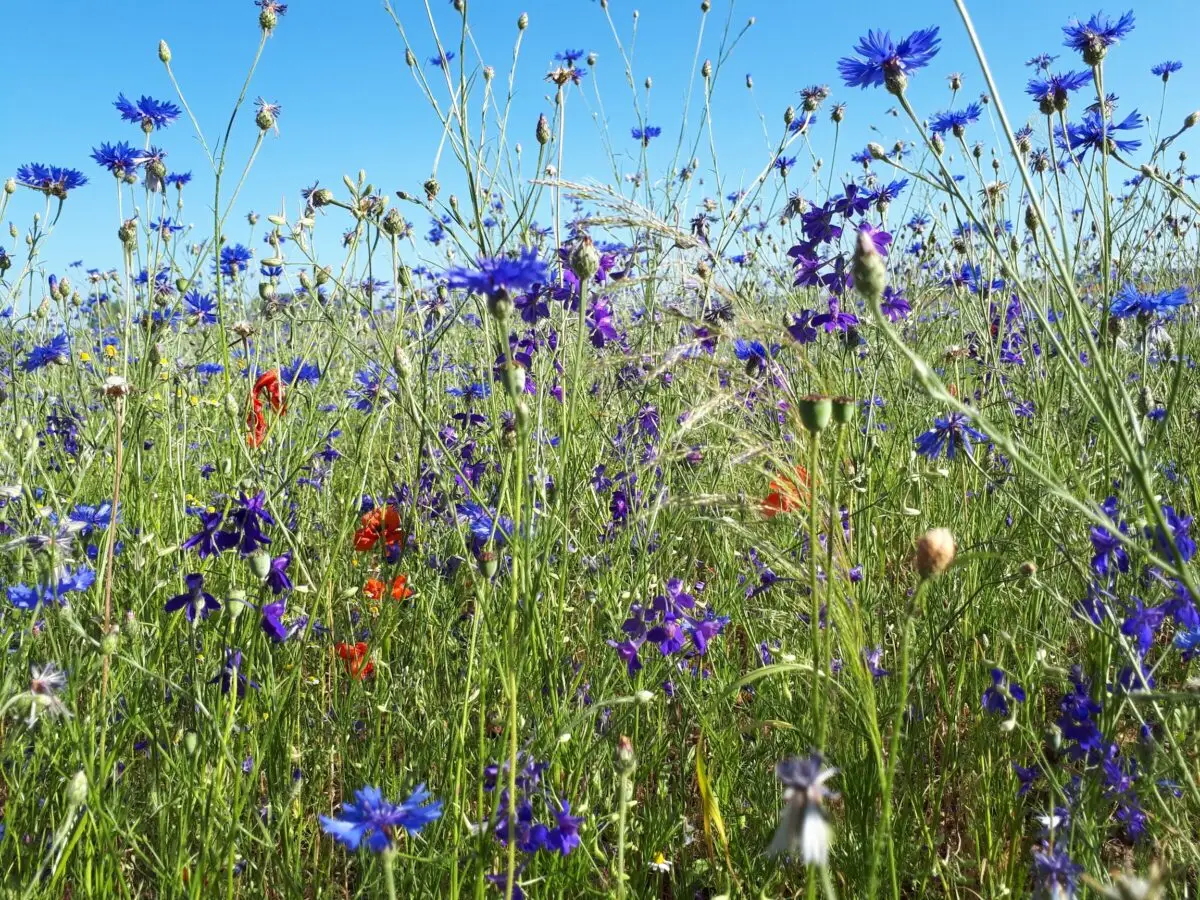 Blühfläche im Garten mit Wildblumen für mehr Artenvielfalt