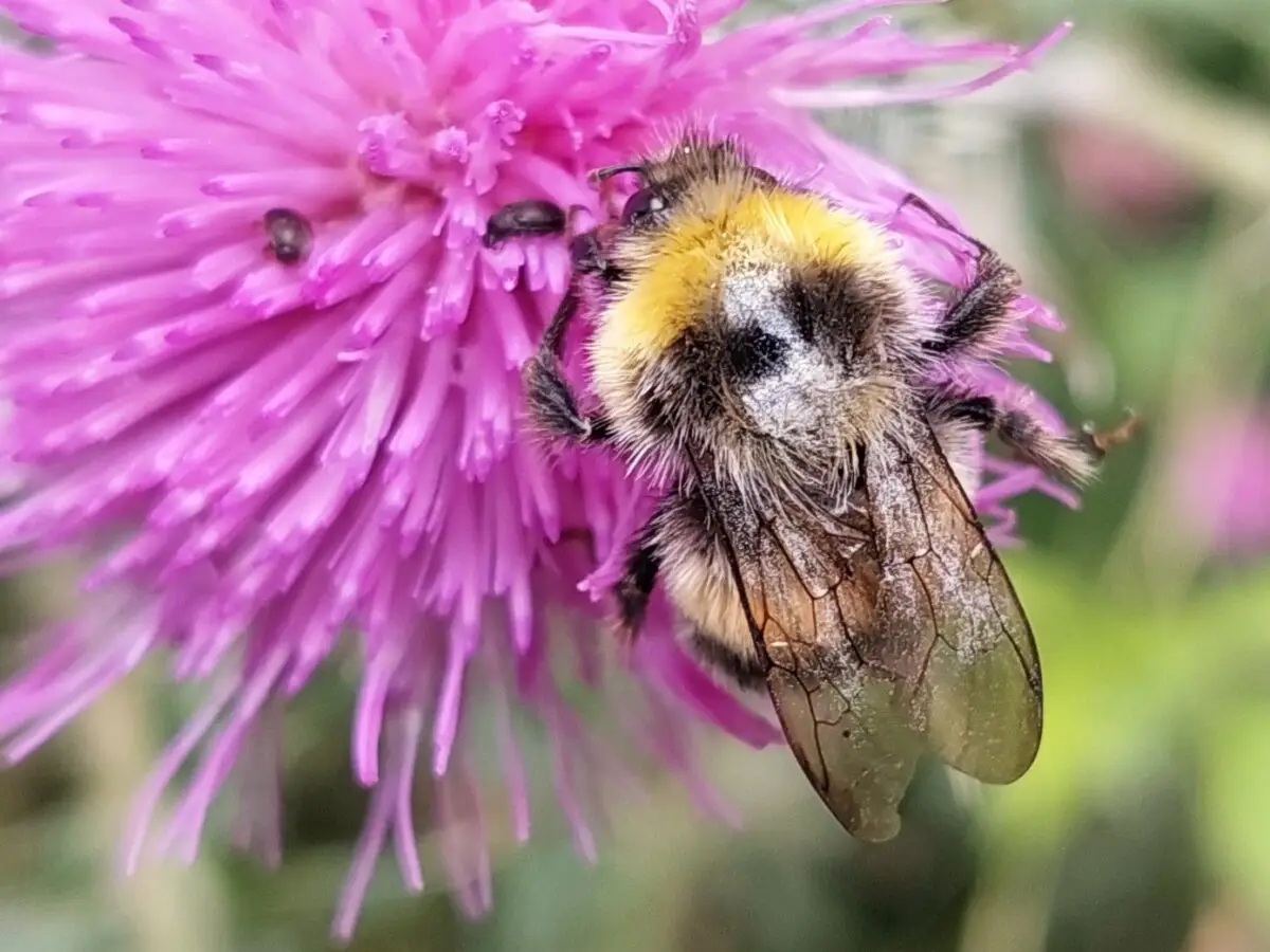 Blühfläche im Garten mit Wildblumen für mehr Artenvielfalt