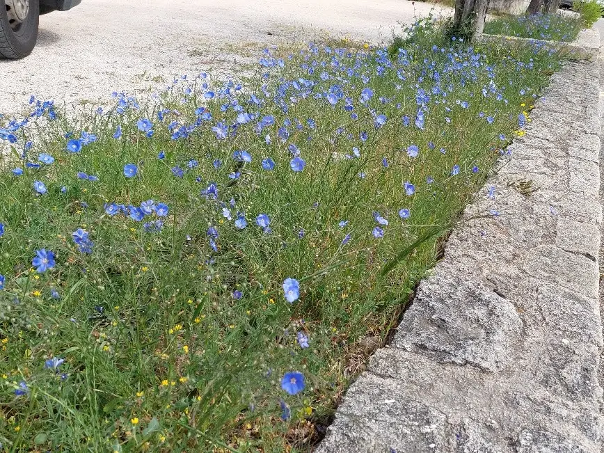 Blühfläche im Garten mit Wildblumen für mehr Artenvielfalt