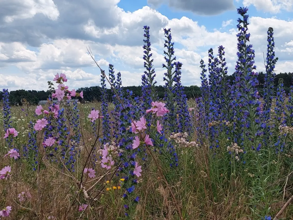 Blühfläche im Garten mit Wildblumen für mehr Artenvielfalt