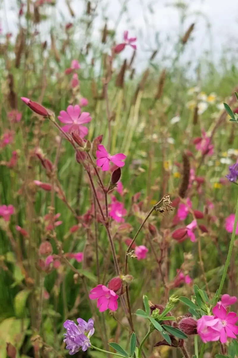 Blühfläche im Garten mit Wildblumen für mehr Artenvielfalt