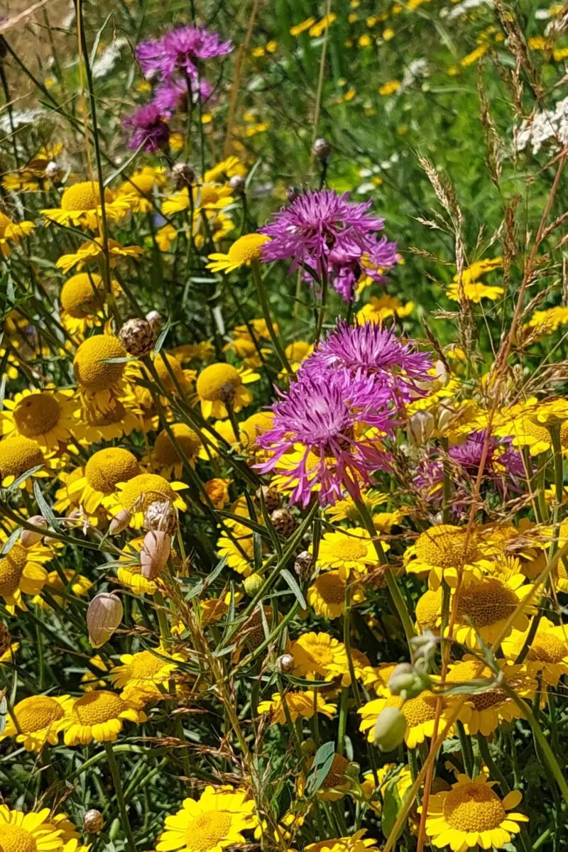 Blühfläche im Garten mit Wildblumen für mehr Artenvielfalt