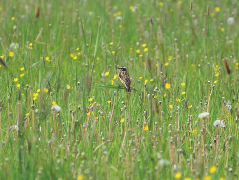 Braunkehlchen
