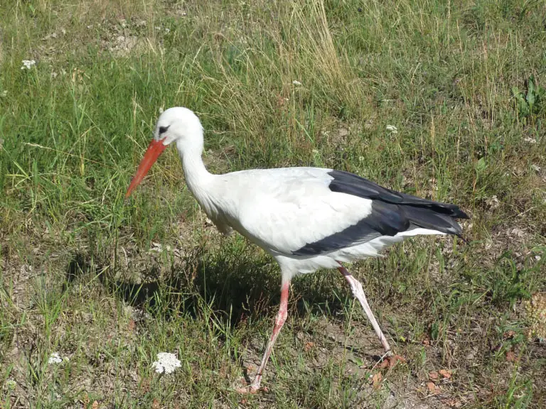 Weißstorch
