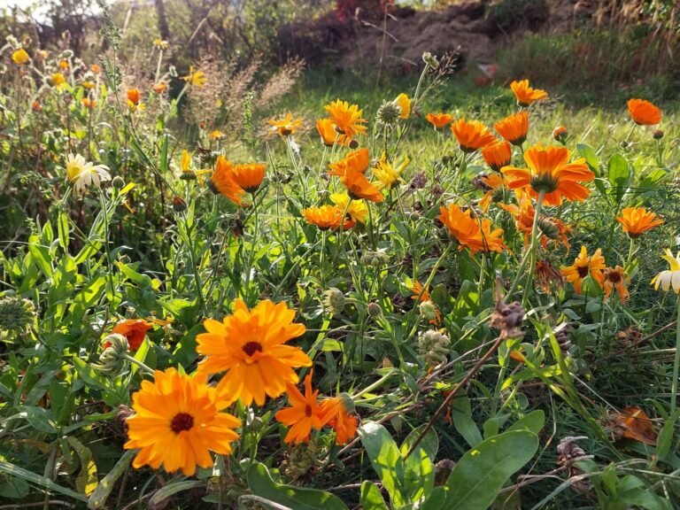 Blühfläche im Garten mit Wildblumen für mehr Artenvielfalt
