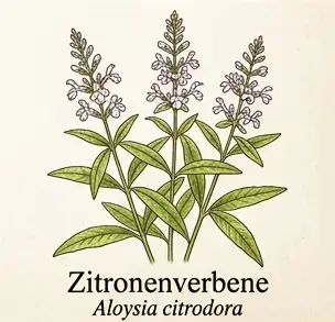 Zitronenverbene