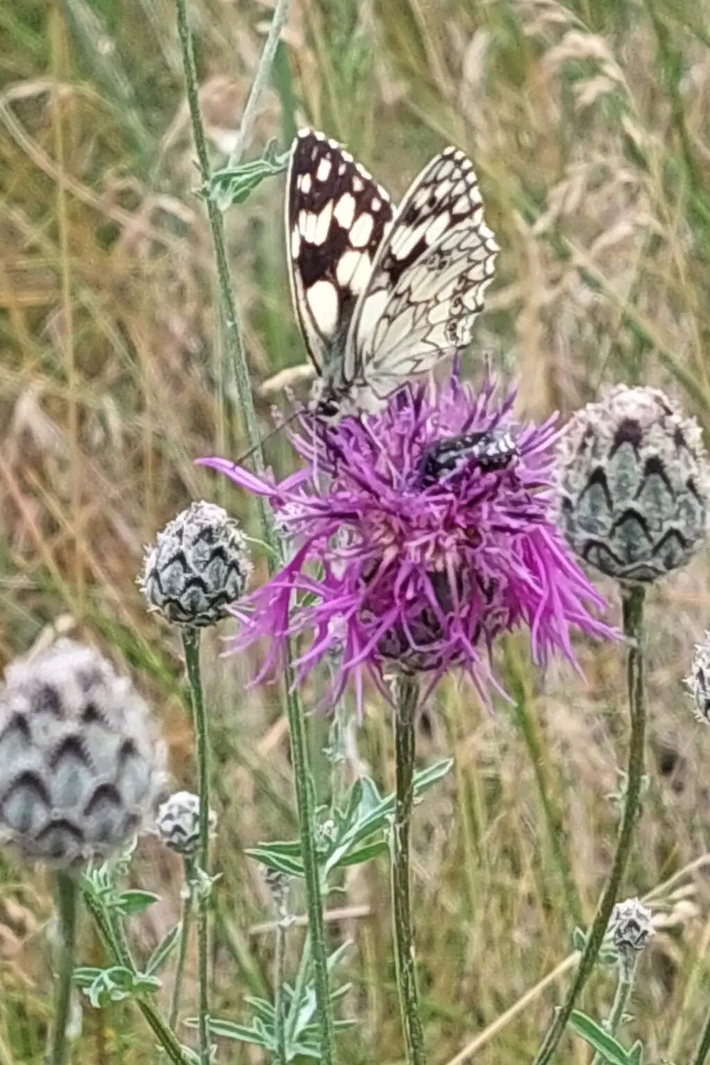Schachbrettfalter mit schwarz-weißem Flügelmuster auf einer Blüte
