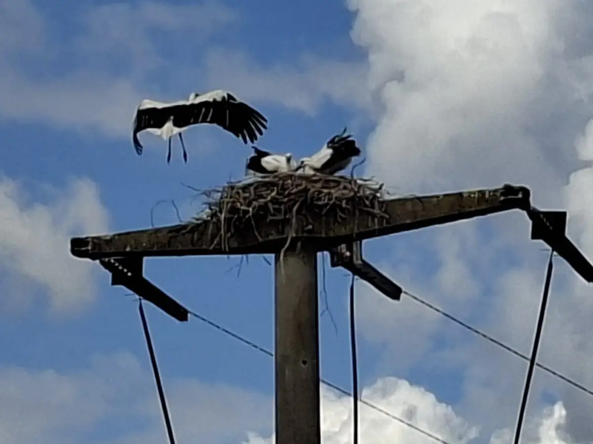 Weißstorch beim Rückflug zum Nest nach erfolgreicher Rettung