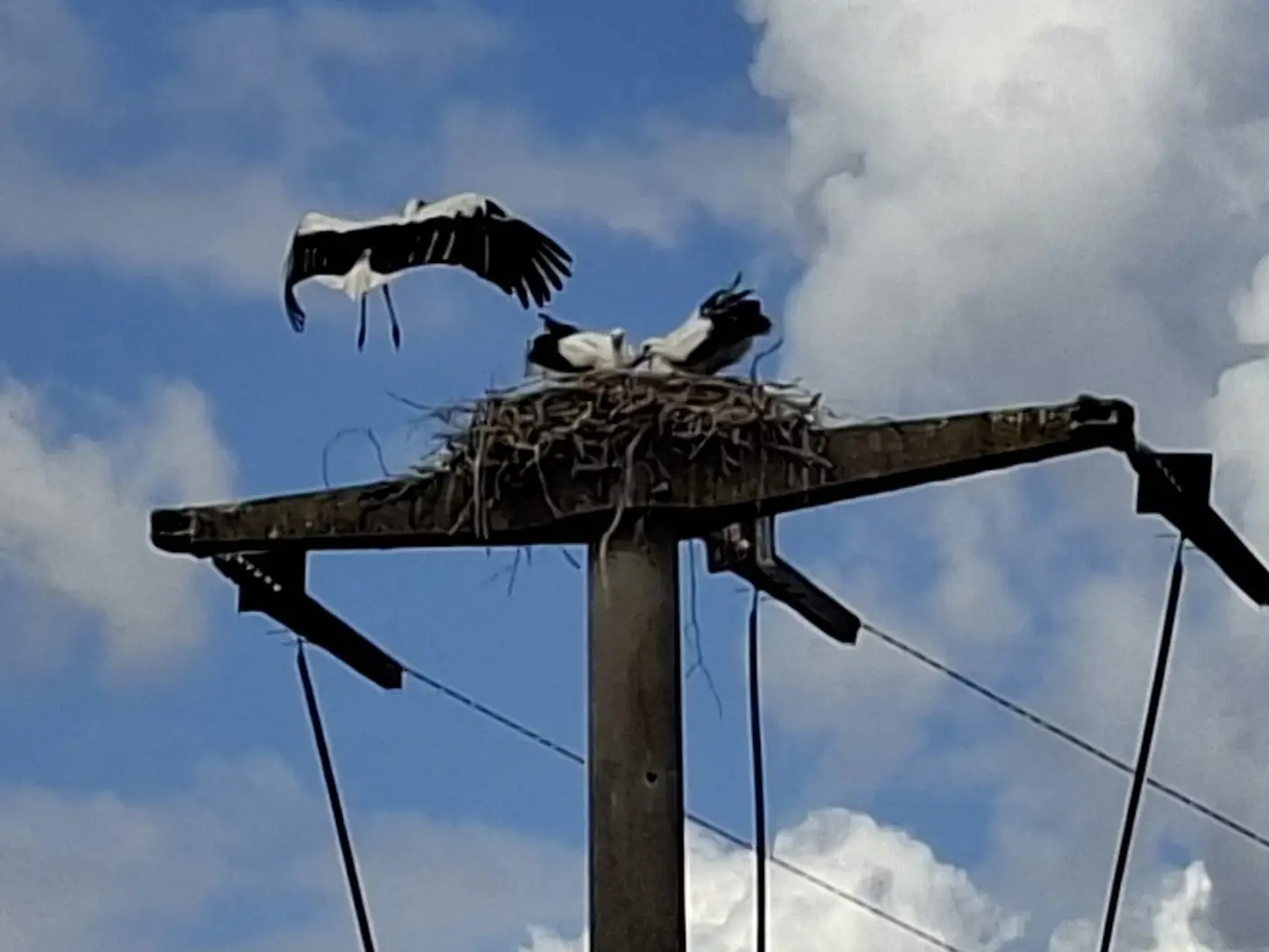 Weißstorch beim Rückflug zum Nest nach erfolgreicher Rettung