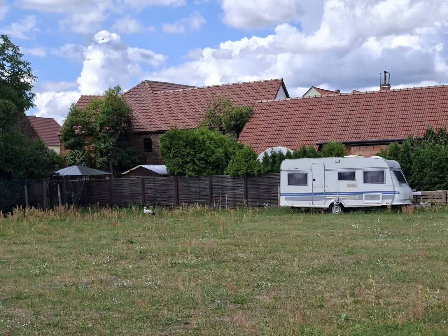 Jungstorch auf eingezäunter Wiese unterhalb des Horstes in Zülichendorf