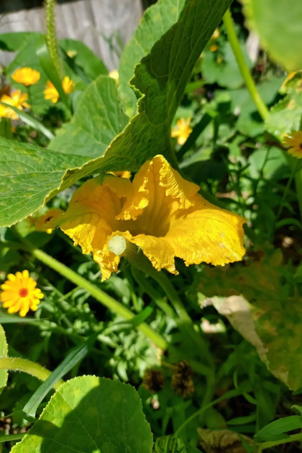 Männliche Kürbisblüte vor der Zubereitung