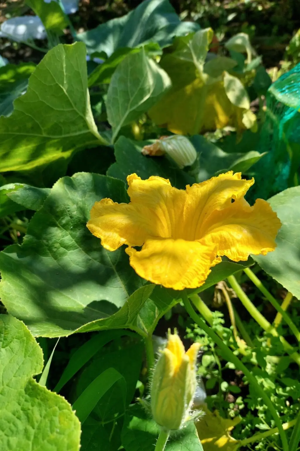 Männliche Kürbisblüte vor der Zubereitung