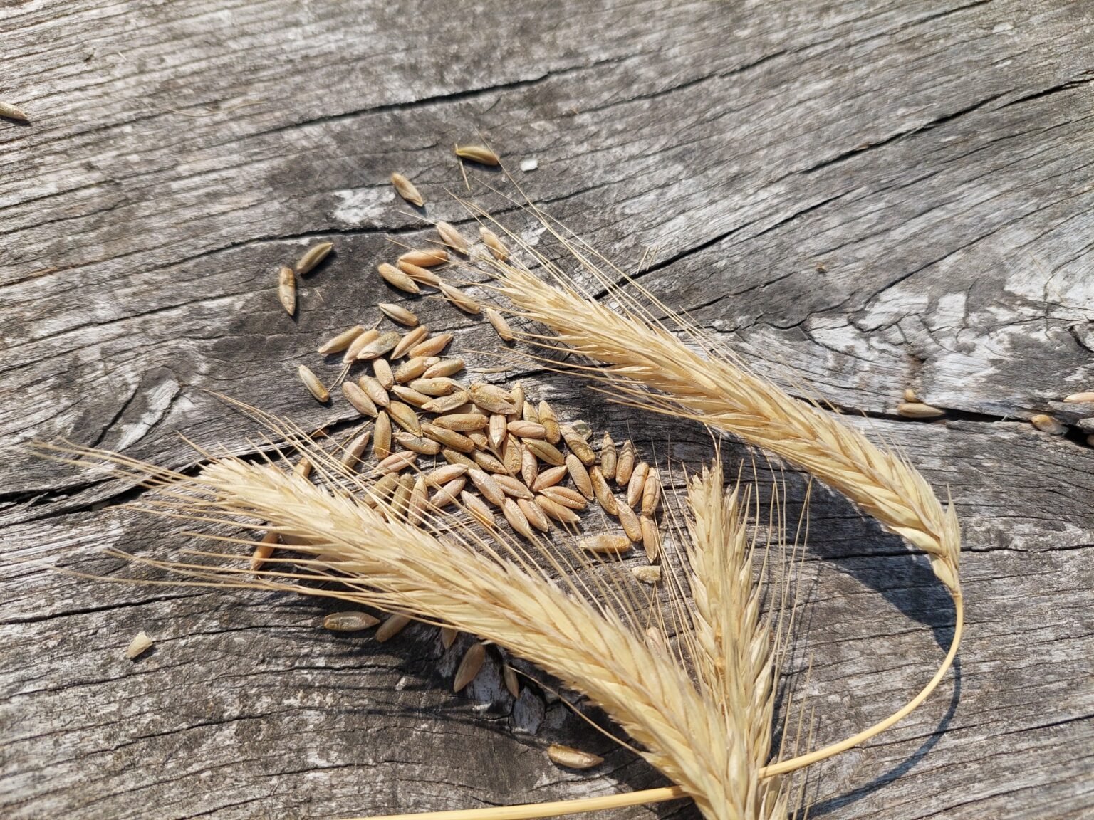 Gereinigte Roggenkörner nach dem Dreschen