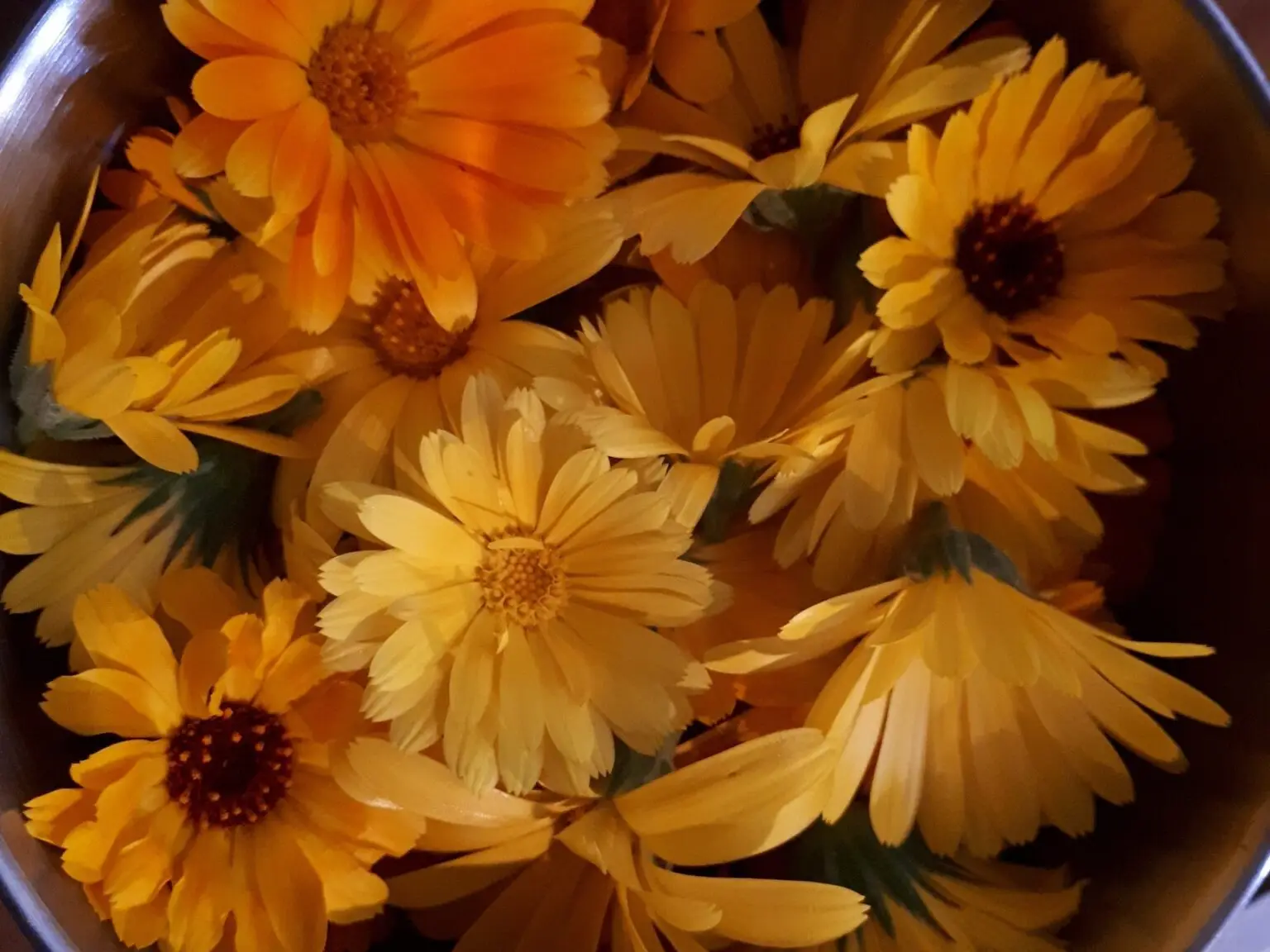 Ringelblumenblüten zur Verarbeitung als Blütensalz