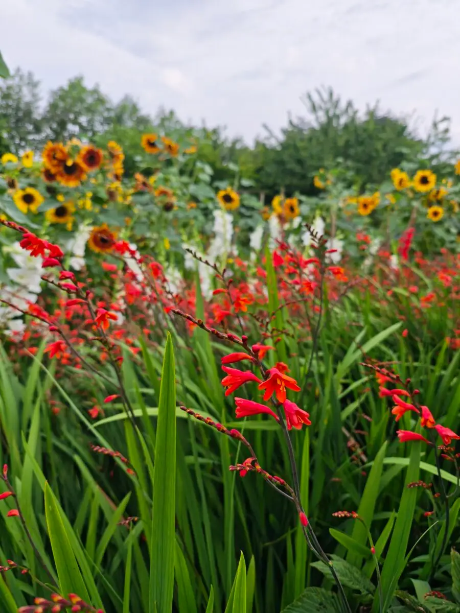 Blühender Gartenbereich im Naturgarten von Elin und Palle