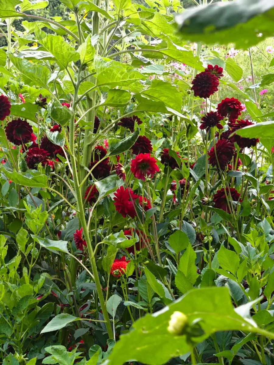 Blühender Gartenbereich im Naturgarten von Elin und Palle
