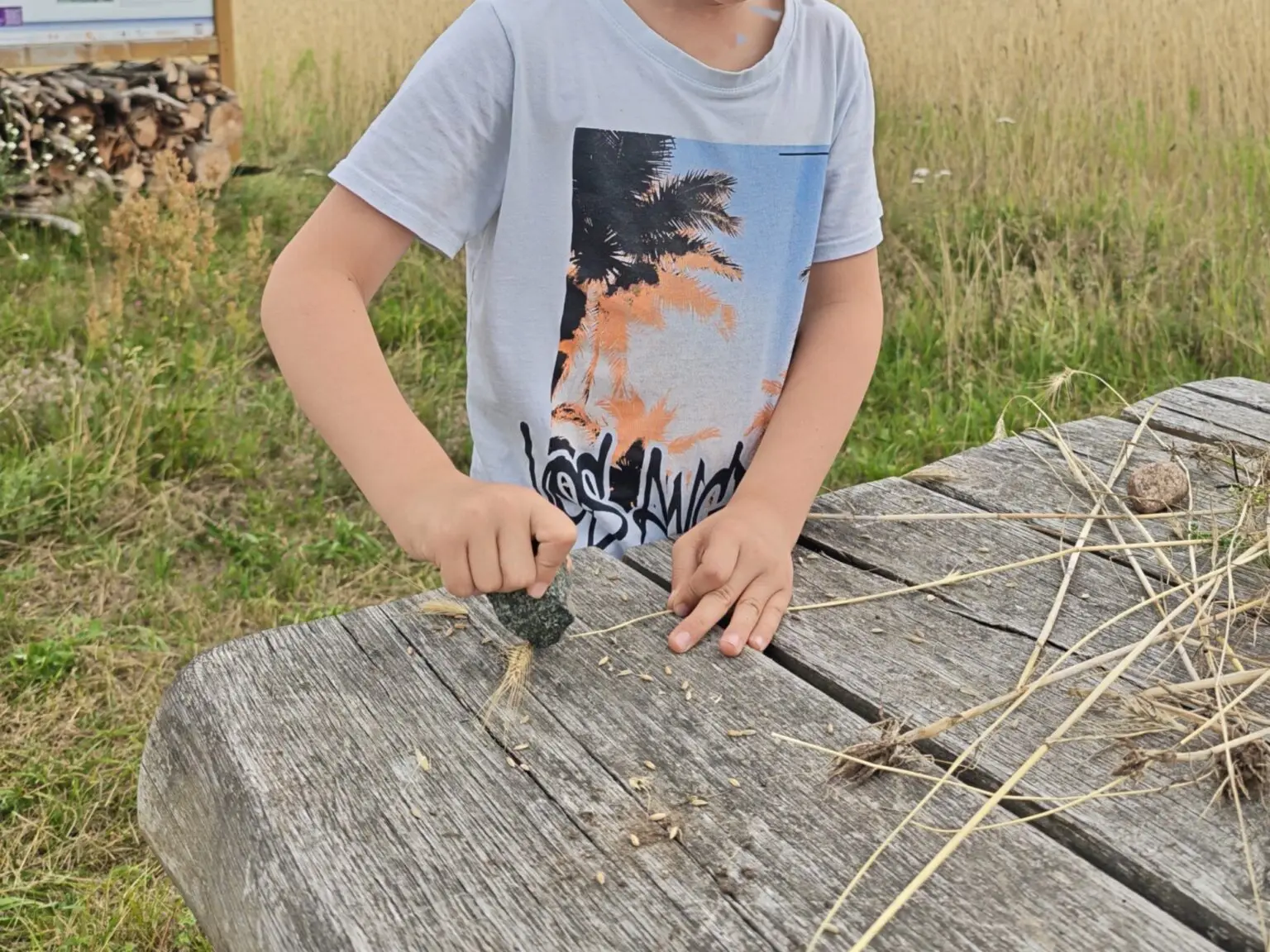 Gereinigte Roggenkörner nach dem Dreschen