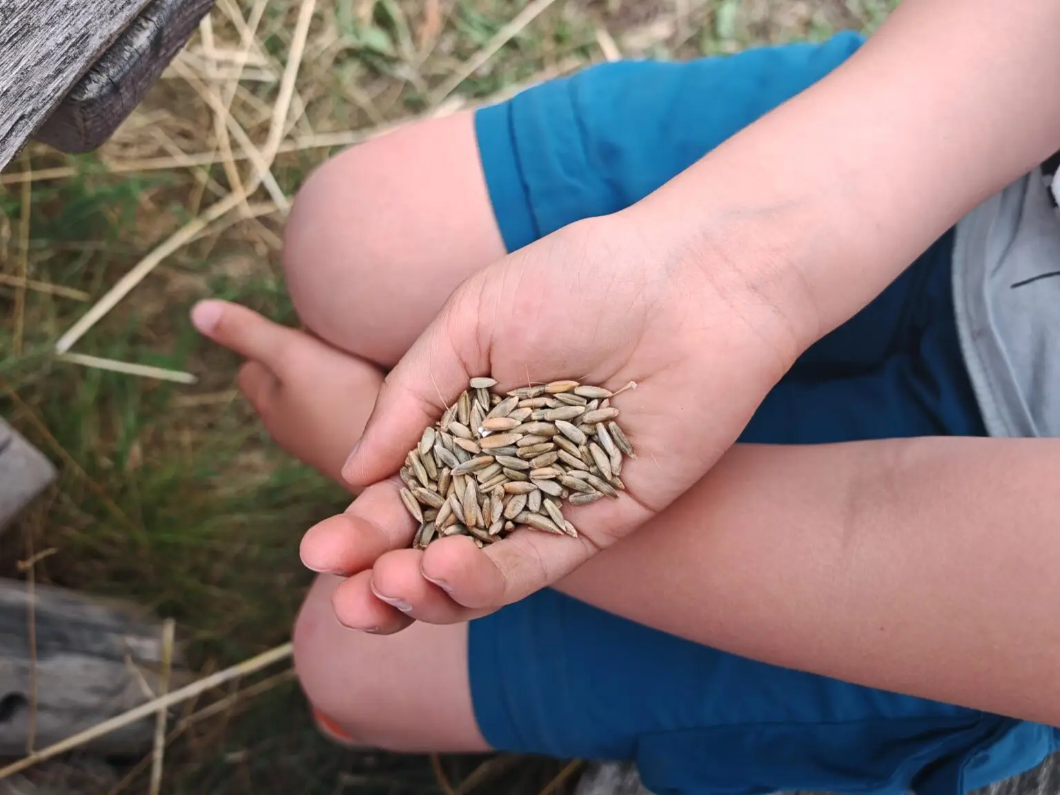 Kinder dreschen Roggenkörner von Hand aus den Ähren