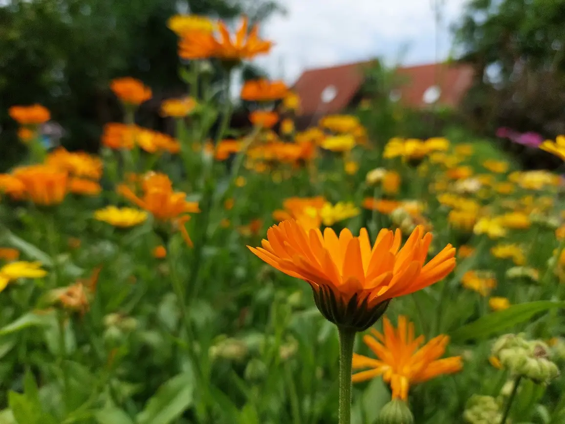 Ringelblumen und Borretsch im Gemüsegarten als Bienenweide