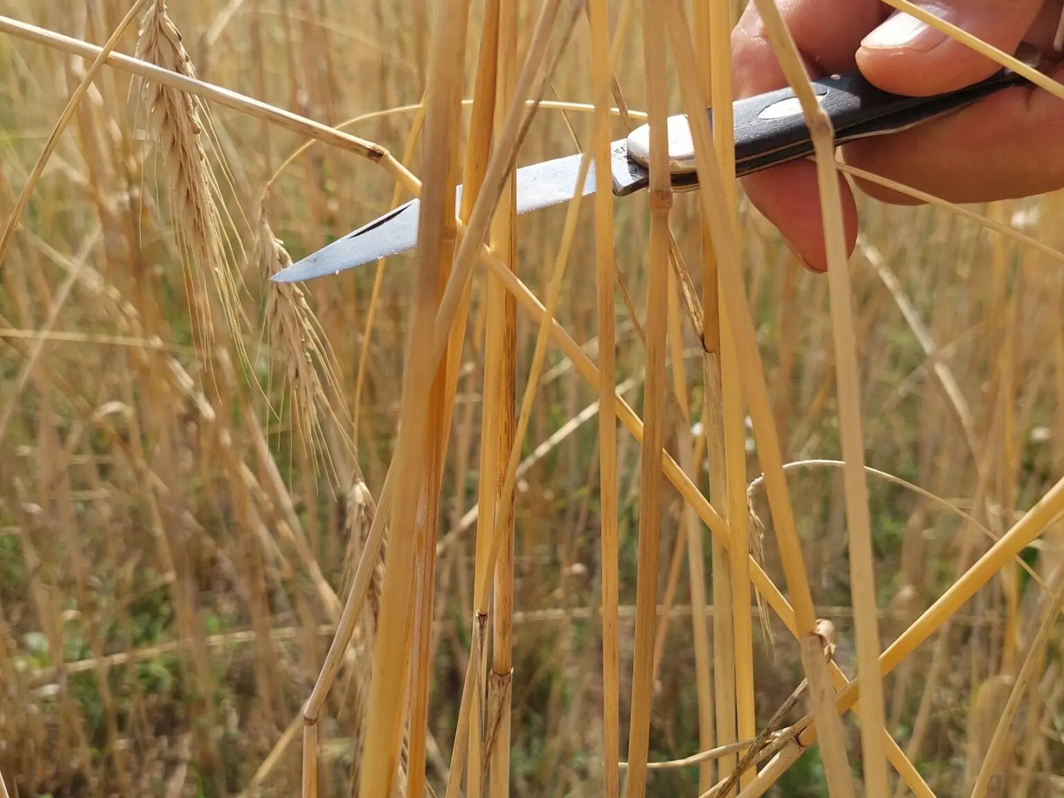 Kinder ernten Roggenähren am Naturlehrpfad Buchholz-Birkhorst