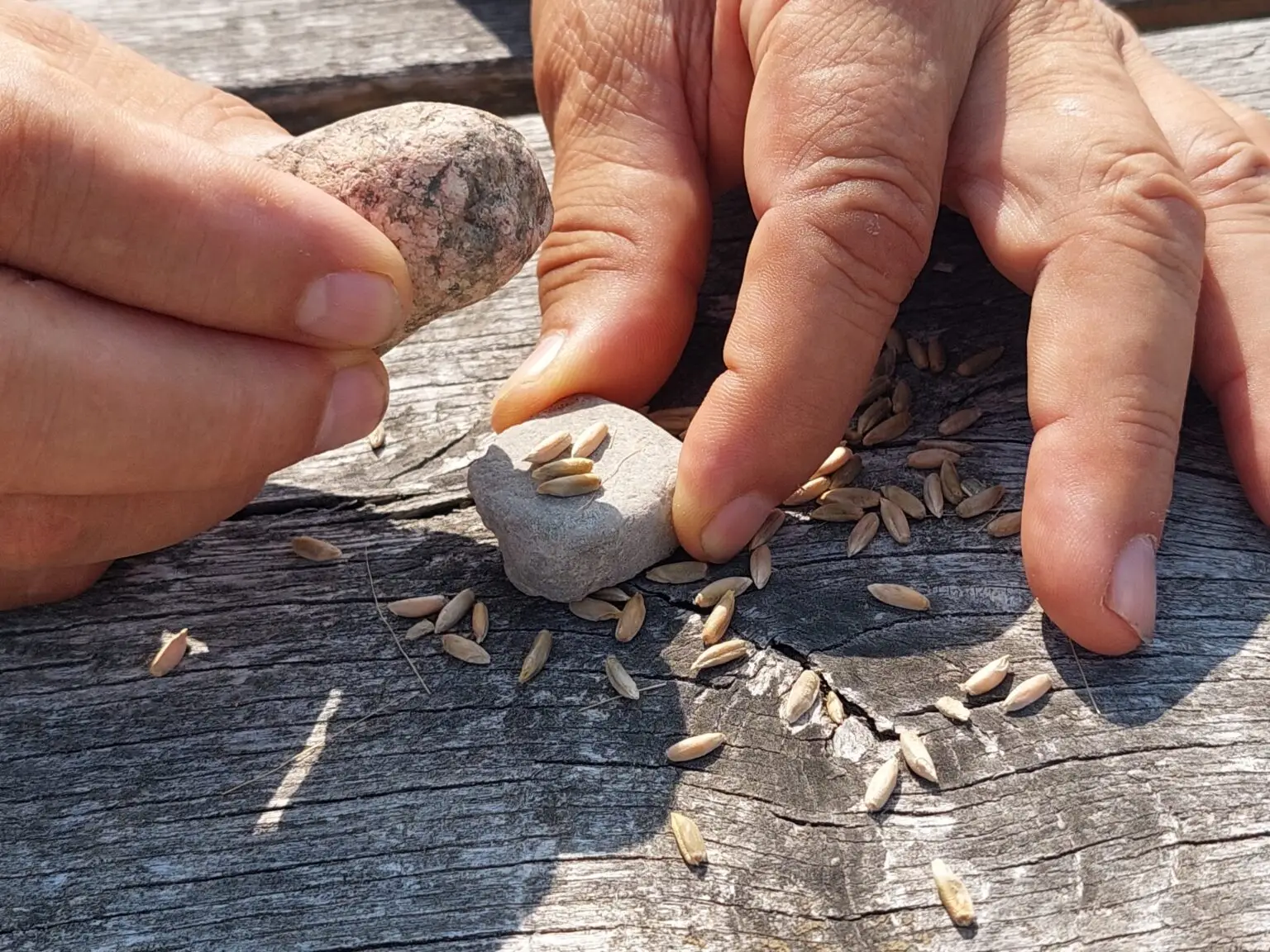 Kinder mahlen Roggenkörner mit zwei Steinen zu MehlKinder mahlen Roggenkörner mit zwei Steinen zu Mehl