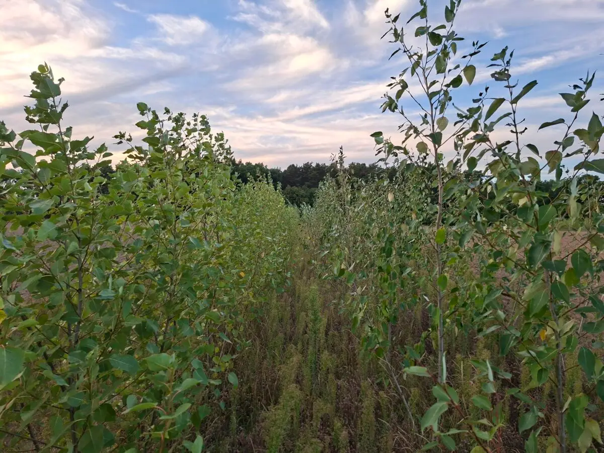 Agroforstsystem in Elsholz