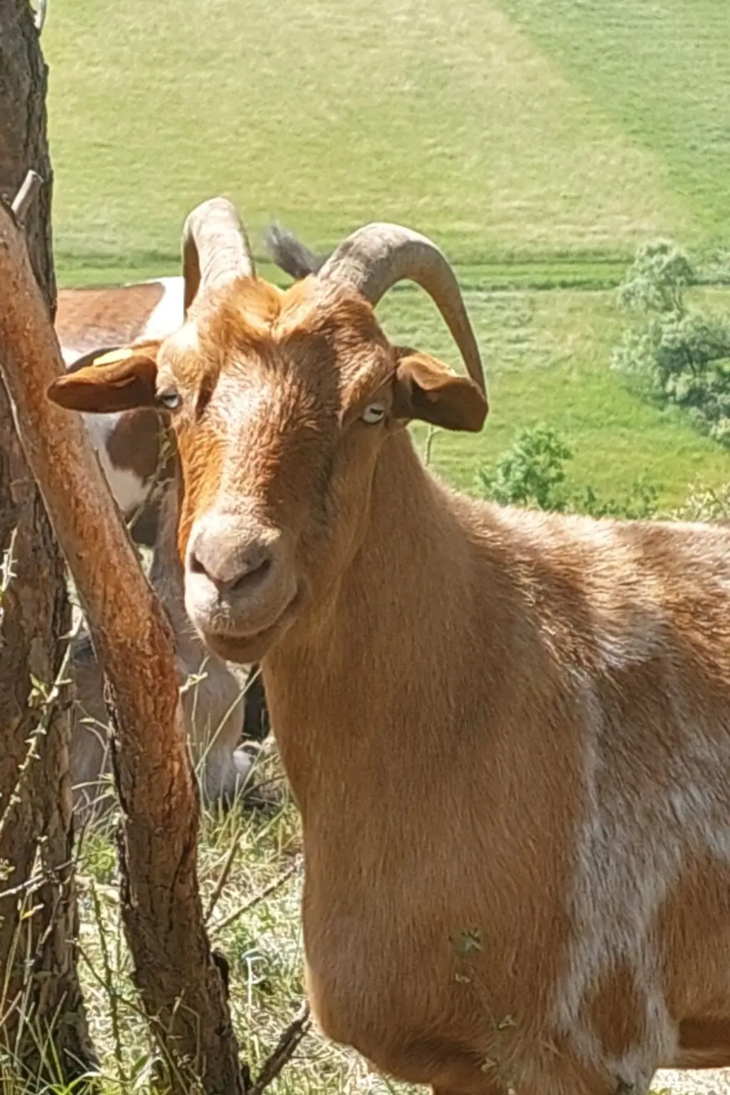 Blickkontakt mit Ziege